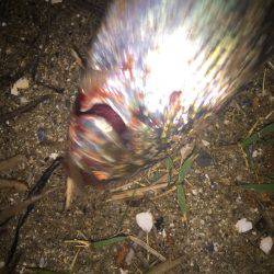 コノシロ釣行(笑)